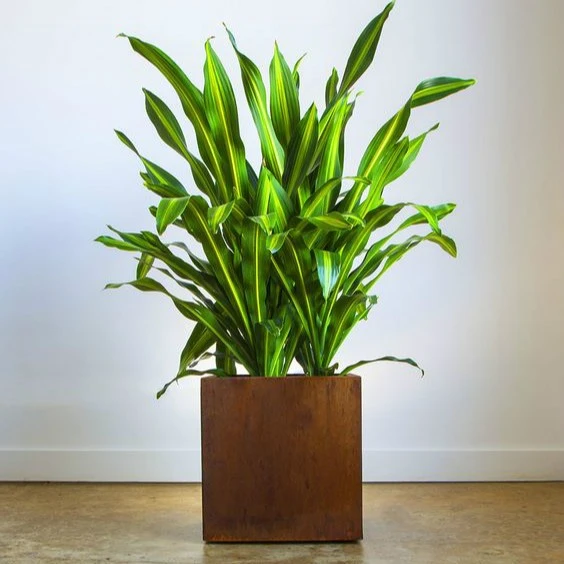 24 Inch Tall Outdoor Planters